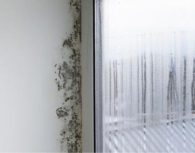Condensation on a window and mould growing around it.